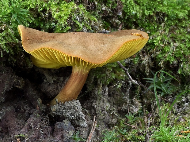 lupeňopórovec červenožltý Phylloporus rhodoxanthus (Schwein.) Bres.