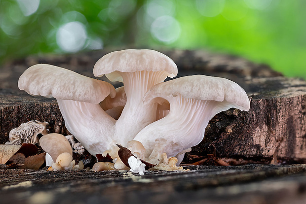 hliva buková Pleurotus pulmonarius (Fr.) Quél.