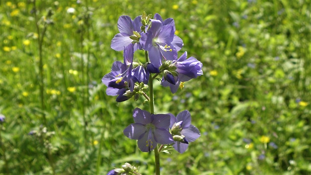 vojnovka belasá Polemonium caeruleum L.