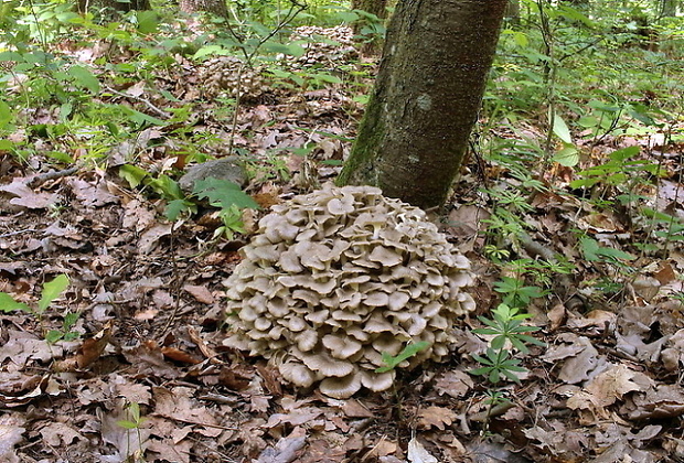 trúdnik klobúčkatý Polyporus umbellatus (Pers.) Fr.