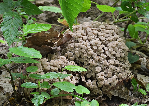 trúdnik klobúčkatý Polyporus umbellatus (Pers.) Fr.