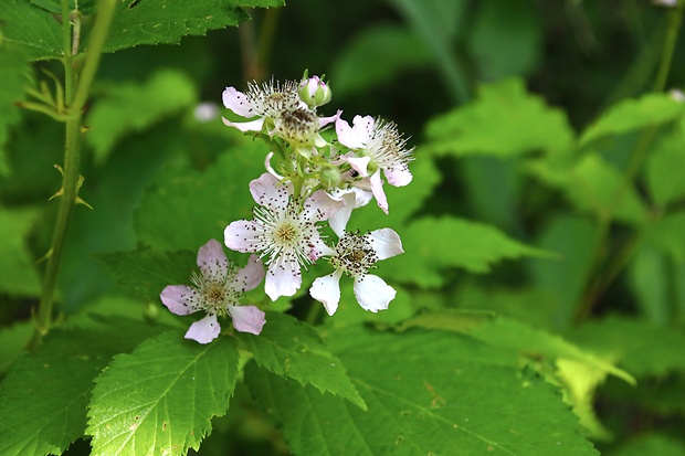 ostružina Rubus ulmifolius