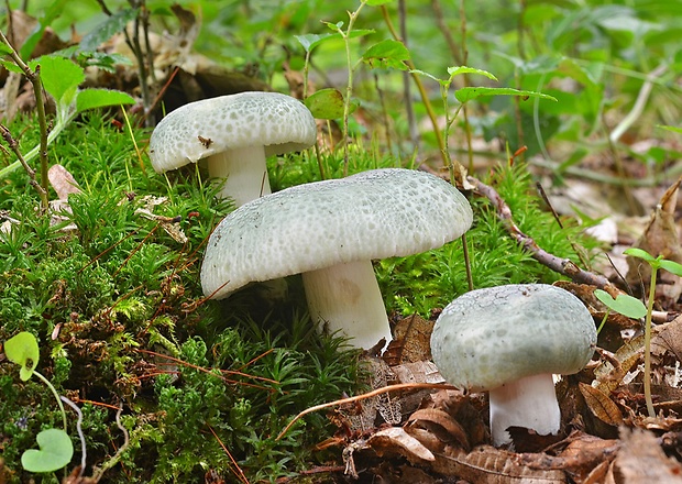 plávka zelenkastá Russula virescens (Schaeff.) Fr.