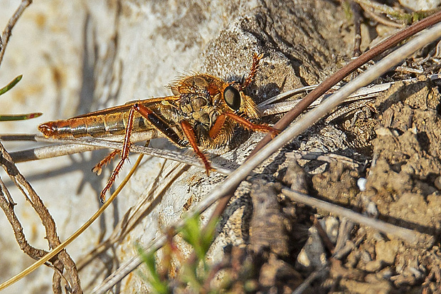 muchárka ♂ Stenopogon sabaudus (Fabricius, 1794)