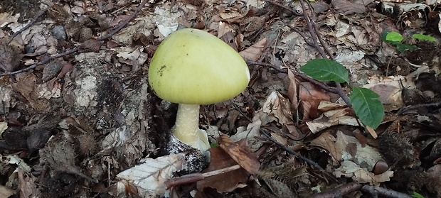 muchotrávka zelená Amanita phalloides (Vaill. ex Fr.) Link