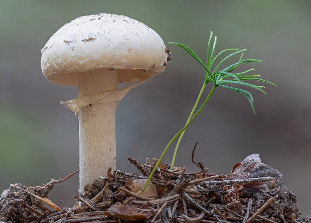 muchotrávka Amanita sp.