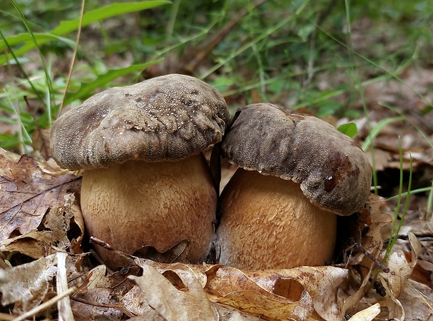 hríb bronzový Boletus aereus Bull. ex Fr.