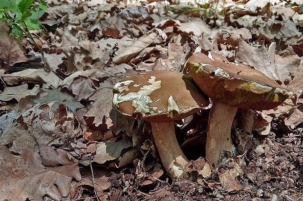 hríb dubový Boletus reticulatus Schaeff.