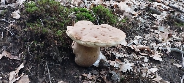 hríb dubový Boletus reticulatus Schaeff.