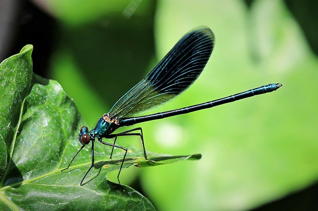 hadovka lesklá ♂ Calopteryx splendens (Harris, 1782)