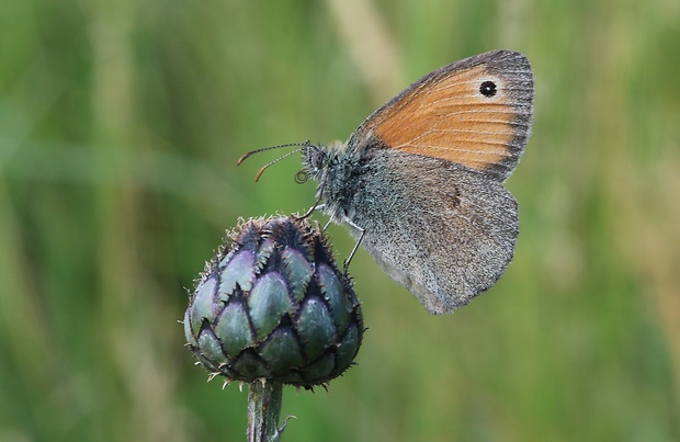 očkáň pohánkový Coenonympha pamphilus