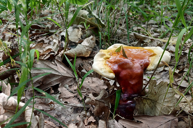 lesklokôrovka obyčajná Ganoderma lucidum (Curtis) P. Karst.