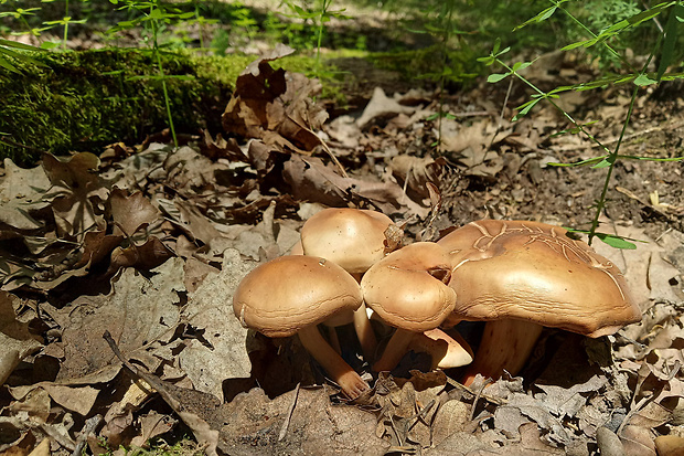 peniazovka vretenovitohlúbiková Gymnopus fusipes (Bull.) Gray