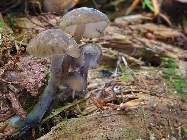 zvončekovec sadzový Hydropus atramentosus (Kalchbr.) Kotl. & Pouzar