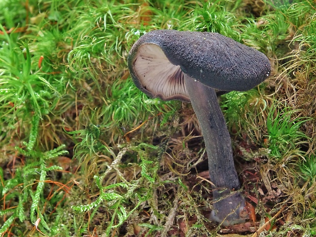 zvončekovec sadzový Hydropus atramentosus (Kalchbr.) Kotl. & Pouzar