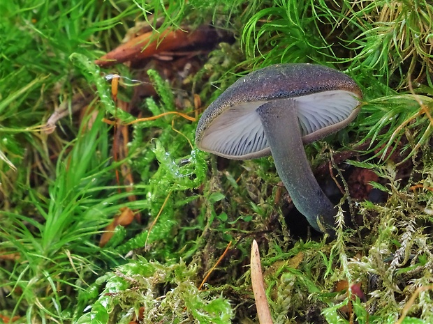 zvončekovec sadzový Hydropus atramentosus (Kalchbr.) Kotl. & Pouzar