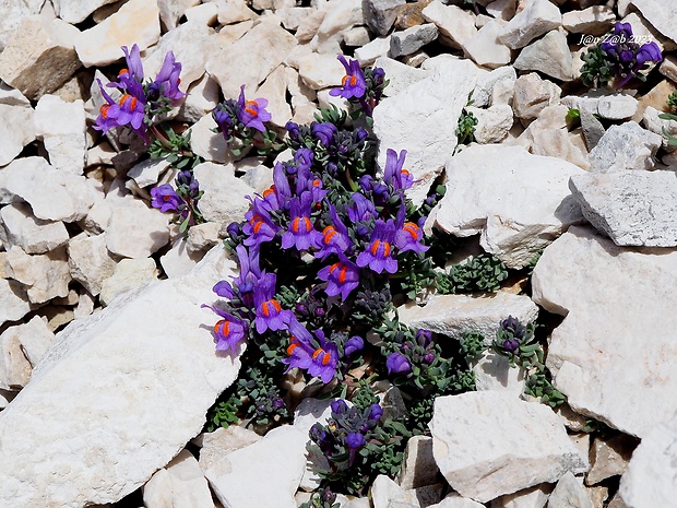 pyštek alpínsky Linaria alpina (L.) Mill.