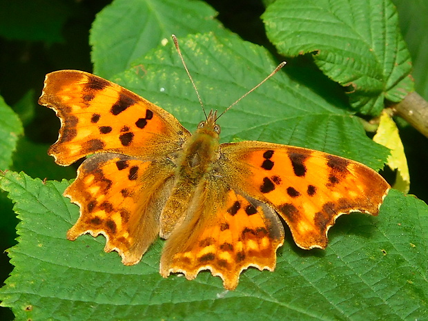 babôčka zubatokrídla  Polygonia c-album (Linnaeus, 1758)