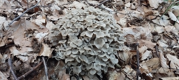 trúdnik klobúčkatý Polyporus umbellatus (Pers.) Fr.