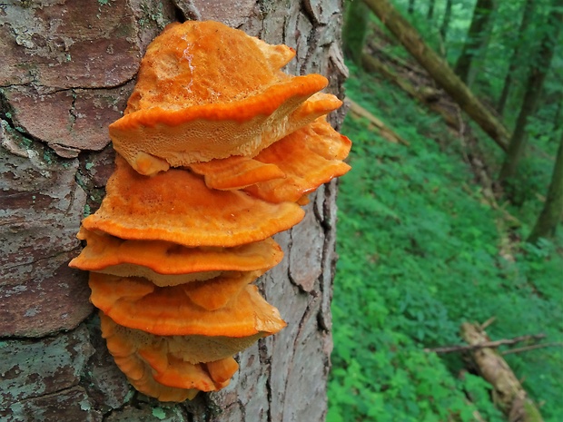 oranžovec vláknitý Pycnoporellus fulgens (Fr.) Donk