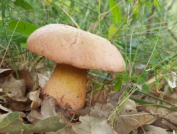 hríb Le Galovej Rubroboletus legaliae (Pilát & Dermek) Della Maggiora & Trassin.