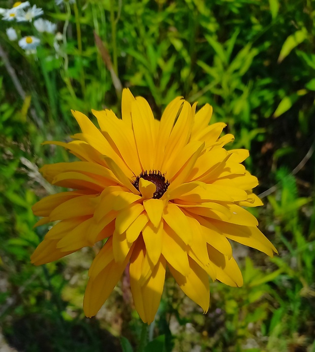 rudbekia strapatá Rudbeckia laciniata L.