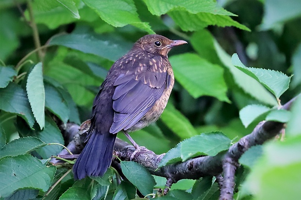 drozd čierny ♀ mláďa Turdus merula