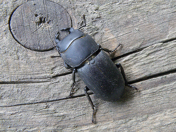 roháčik obyčajný - samička  Dorcus parallelopipedus