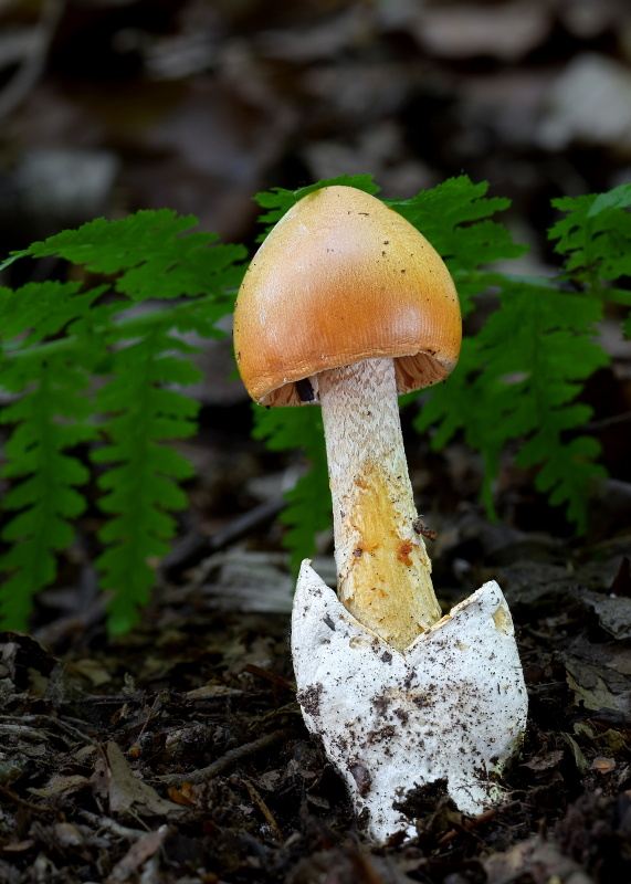 muchotrávka oranžová Amanita crocea (Quél.) Singer