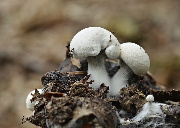 príživnica prášnicovitá Asterophora lycoperdoides (Bull.) Ditmar