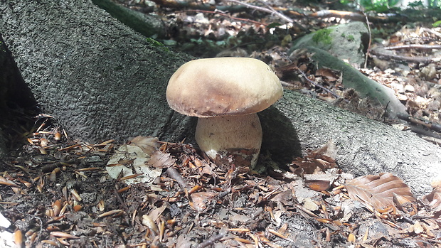 hríb smrekový Boletus edulis Bull.