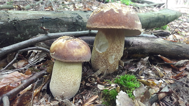 hríb smrekový Boletus edulis Bull.