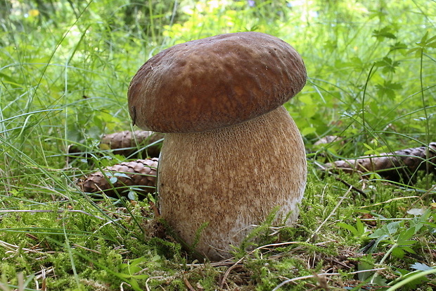 hríb dubový Boletus reticulatus Schaeff.