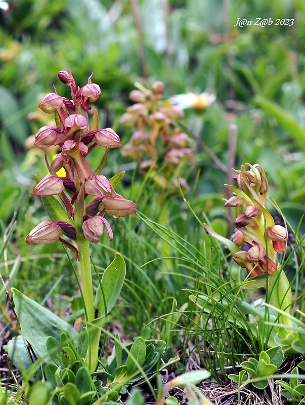 vstavačovec zelený Dactylorhiza viridis (L.) A.M. Bateman, A.M. Pridgeon &amp; M. Chase