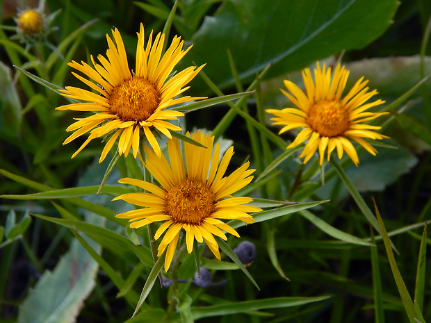 oman mečolistý Inula ensifolia L.