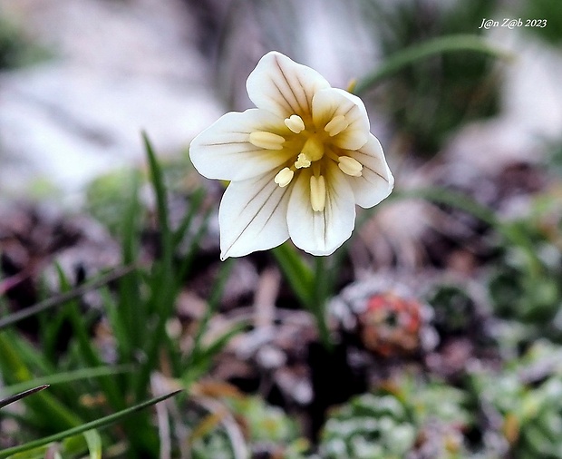 ľaľujka neskorá Lloydia serotina (L.) Rchb.