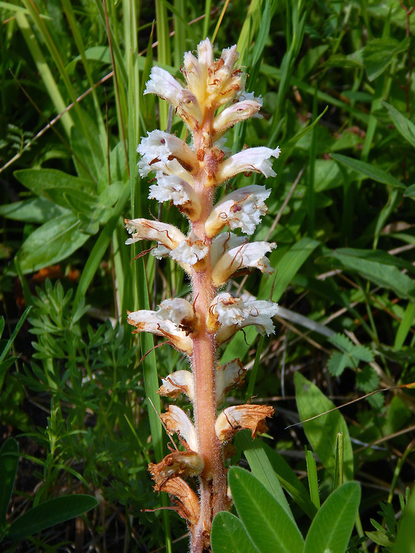 záraza horčíková Orobanche picridis F. W. Schultz