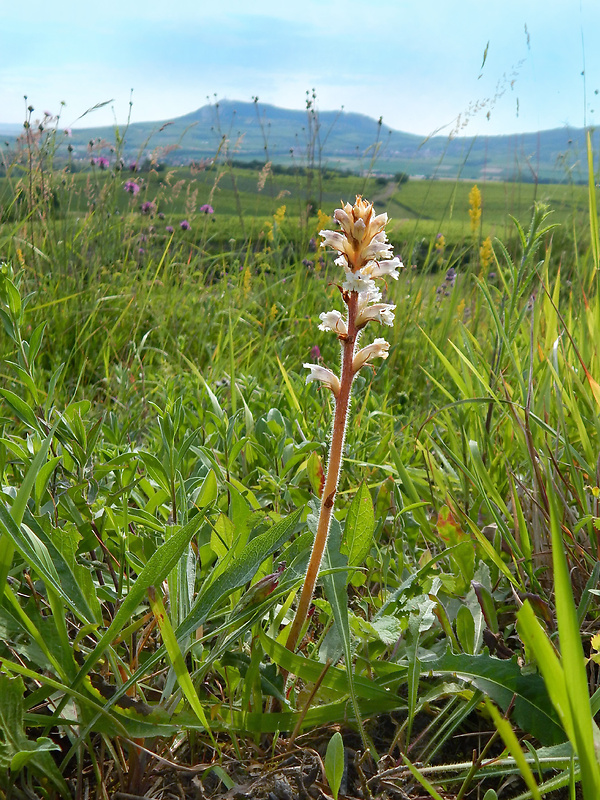 záraza horčíková Orobanche picridis F. W. Schultz