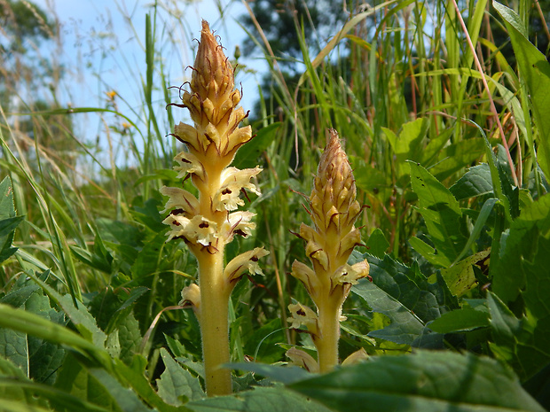 záraza sieťnatá Orobanche reticulata Wallr.