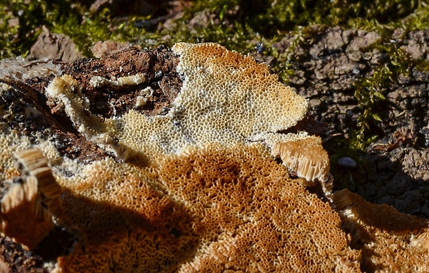 ostropórovec kôrový Oxyporus corticola (Fr.) Ryvarden