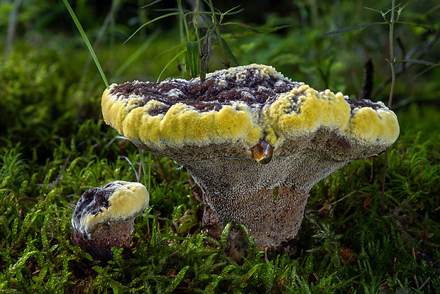 hnedák Schweinitzov Phaeolus schweinitzii (Fr.) Pat.