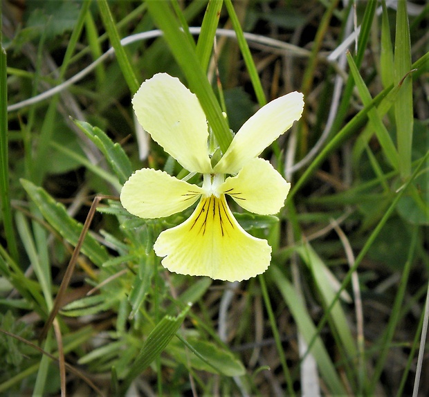 fialka žltá sudetská Viola lutea subsp. sudetica (Willd.) Nyman