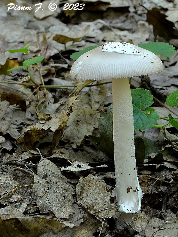 muchotrávka pošvatá Amanita vaginata (Bull.) Lam.