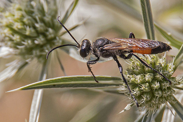 kutavka piesočná Ammophila sabulosa  (Linnaeus, 1758)