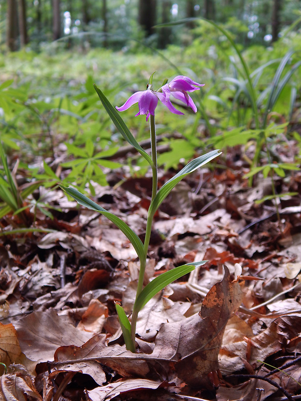 prilbovka červená Cephalanthera rubra (L.) Rich.