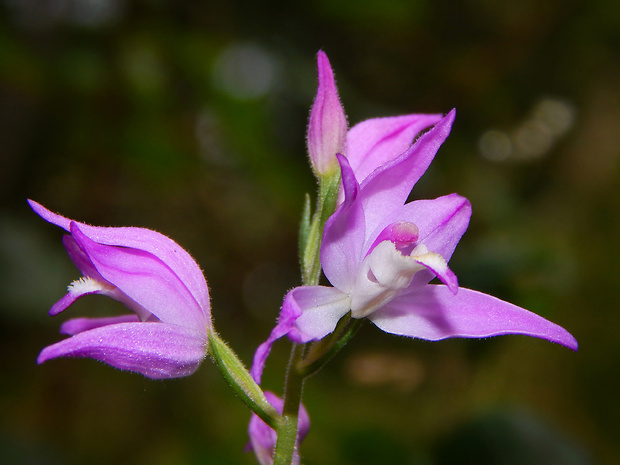 prilbovka červená Cephalanthera rubra (L.) Rich.