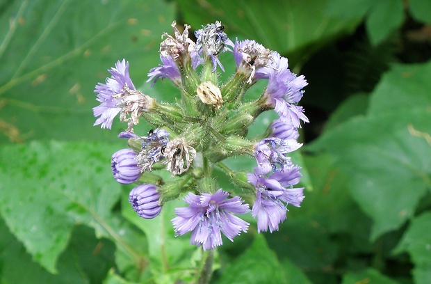 mliečivec alpínsky Cicerbita alpina (L.) Wallr.