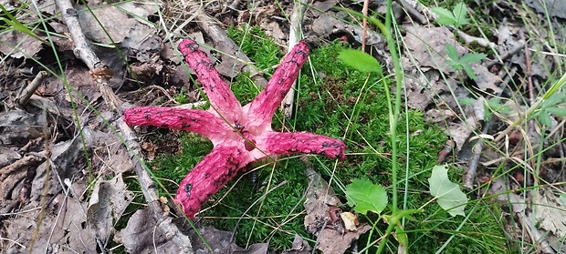 mrežovka kvetovitá Clathrus archeri (Berk.) Dring