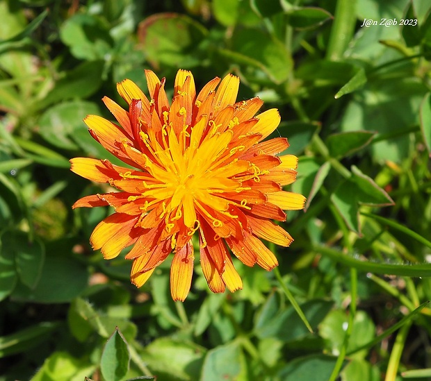 škarda Crepis aurea (L.) Cass.