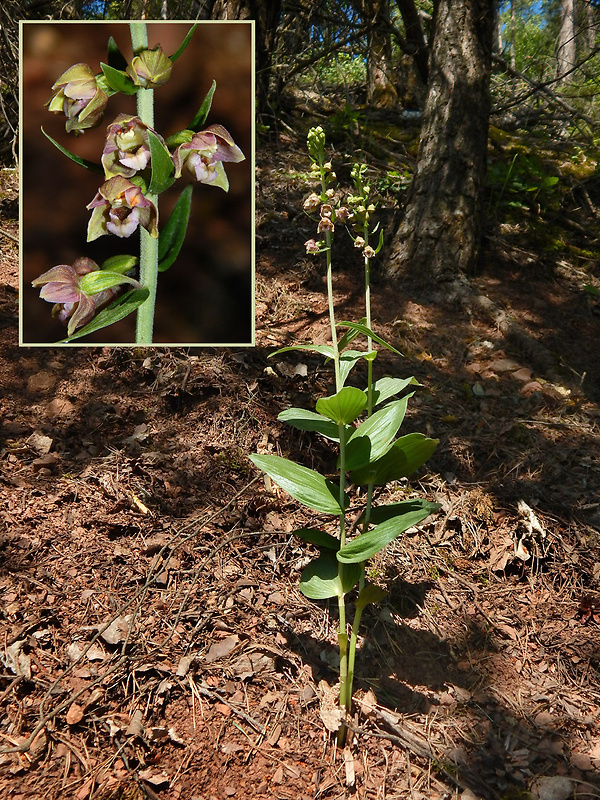 kruštík širokolistý oddialený Epipactis helleborine subsp. orbicularis (K. Richter) E. Klien